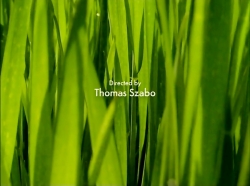 خیلی خیلی کوچک (1) (زنبورها)